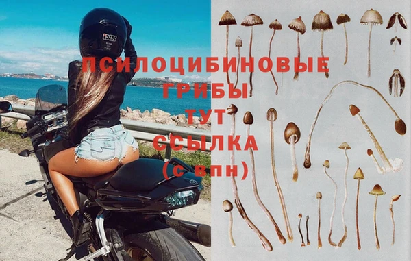 ПСИЛОЦИБИНОВЫЕ ГРИБЫ Алексин